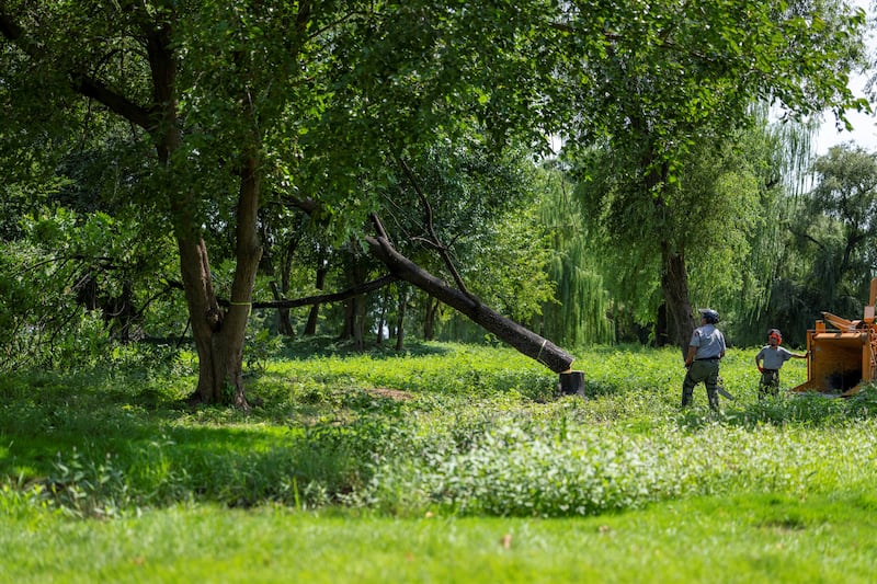 A National Park Service employee cuts down a tree ahead of possible additional renovations at East Potomac Golf Course in Washington, D.C. on August 29, 2026.