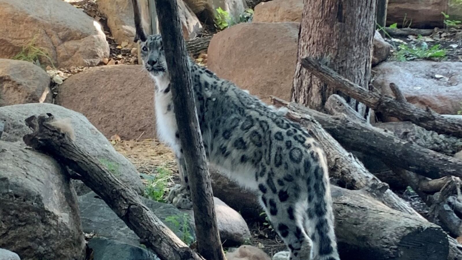 245119244_10165445646940265_7066518177165907075_n_isrf2v