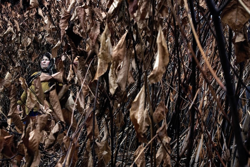 galleries/2011/07/29/tamas-deszos-rural-romania-photos/tamas-dezno-romania-11_g1byxp