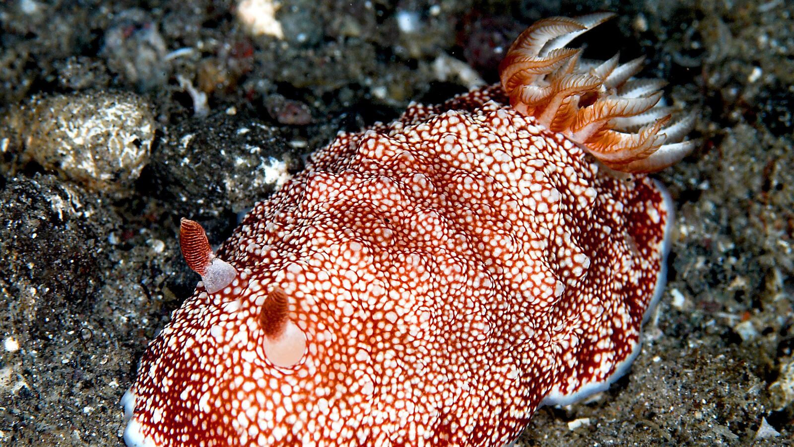 cheats/2013/02/13/sea-slug-with-disposable-penis-surprises-scientists/130213-sea-slug-penis_yuh7sc