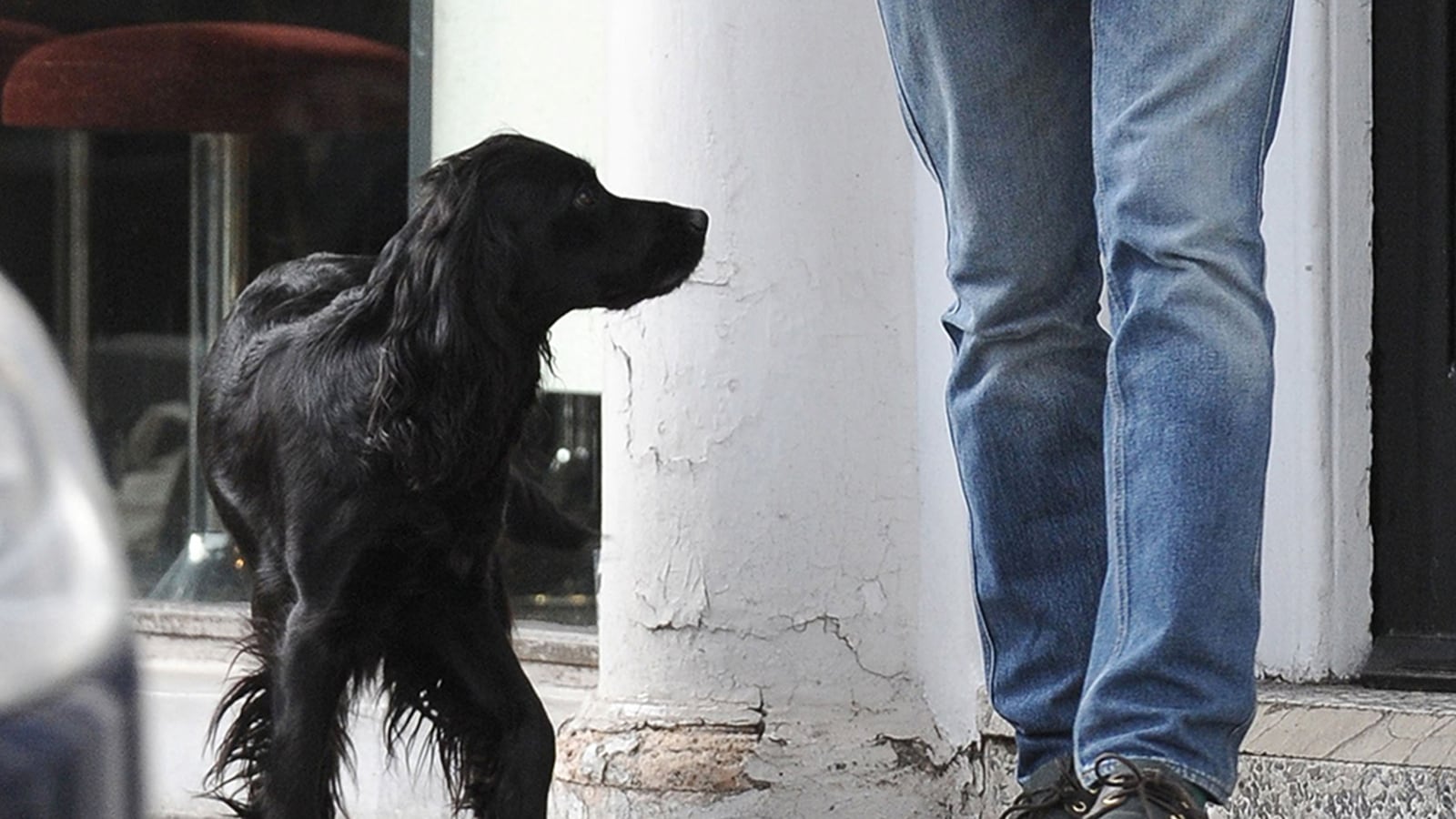 articles/2014/01/14/is-lupo-jealous-of-george/140114-sykes-doghouses-tease_ywa3mx