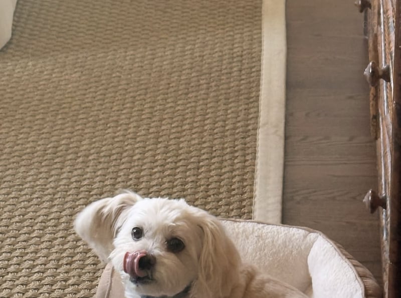 instagram post dog