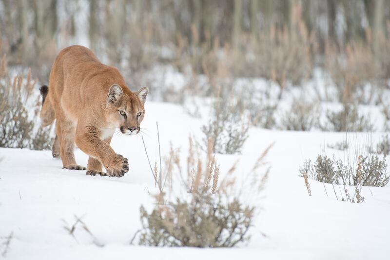 galleries/2015/12/04/scenes-from-wild-yellowstone-photos/151203-wild-yellowstone2_rf7mec