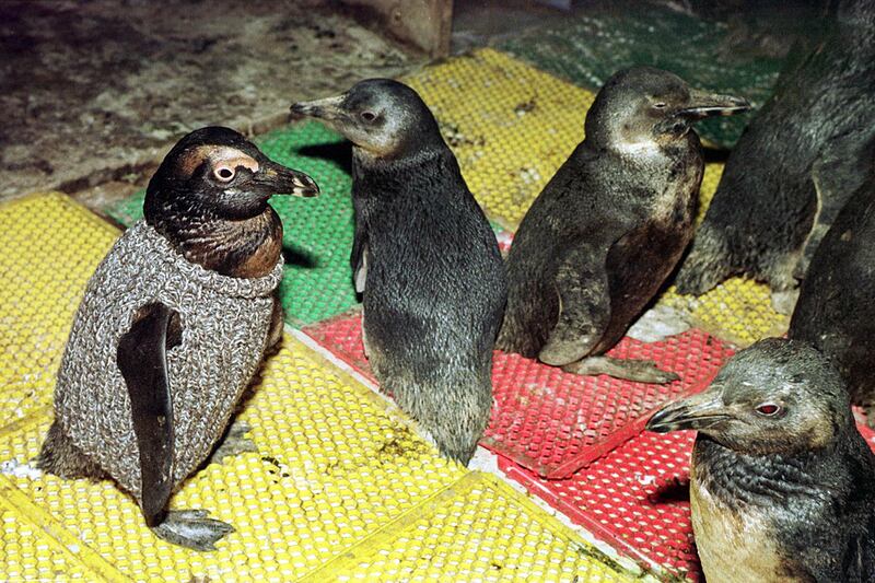 galleries/2011/10/24/best-dressed-penguins/best-dressed-penguins-8_uiycj4