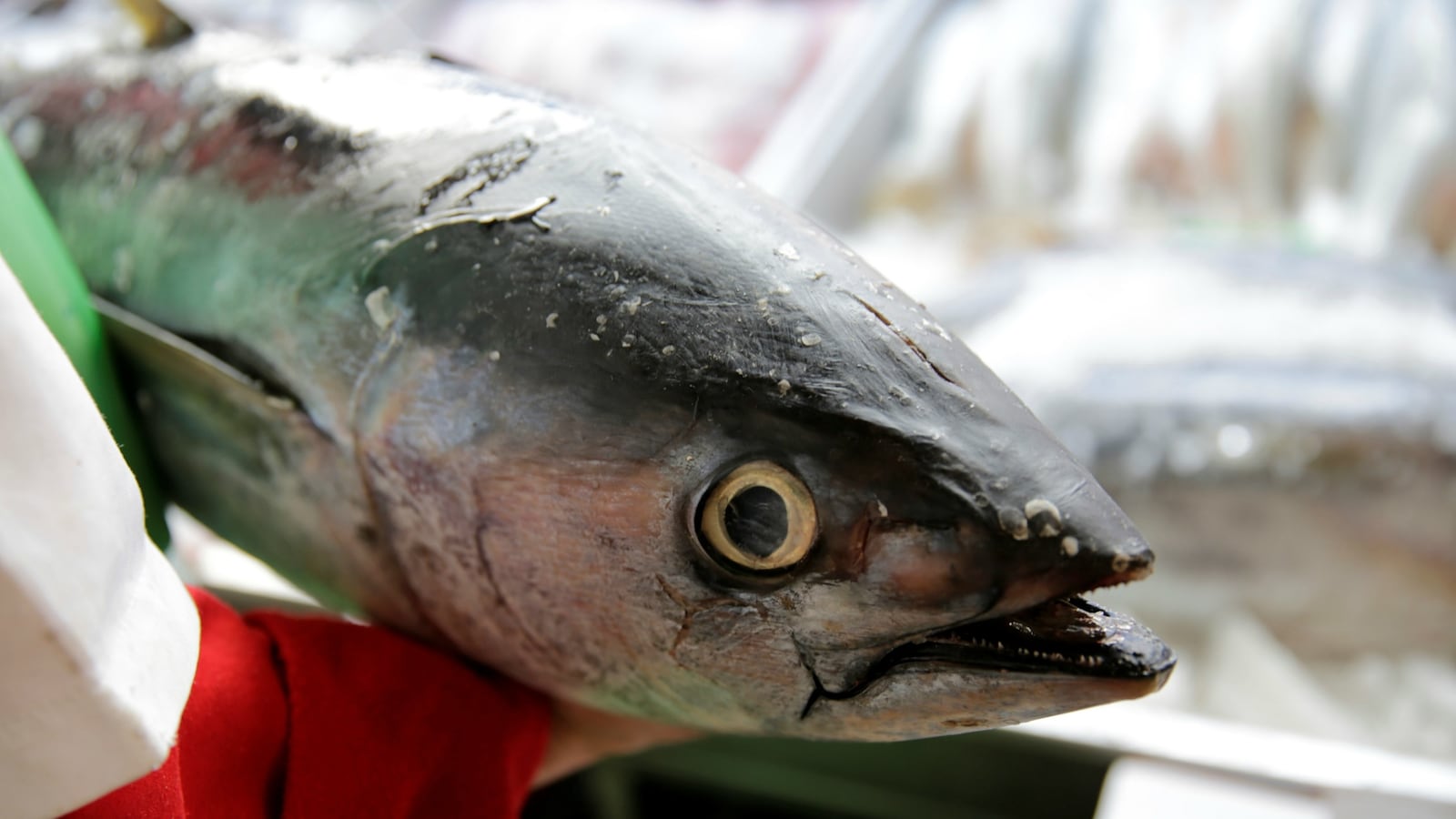 cheats/2017/05/08/tuna-company-pleads-guilty-to-conspiracy/170508-tuna-conspiracy-cheat_tukgmq