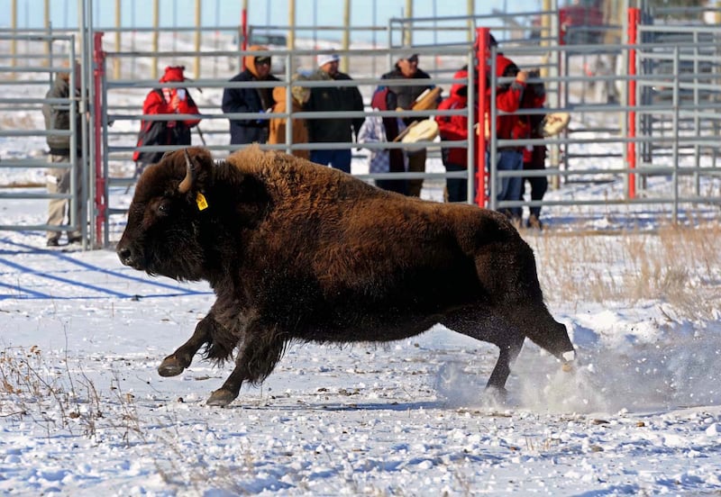 American Prairie owns 900 bison in northern Montana.