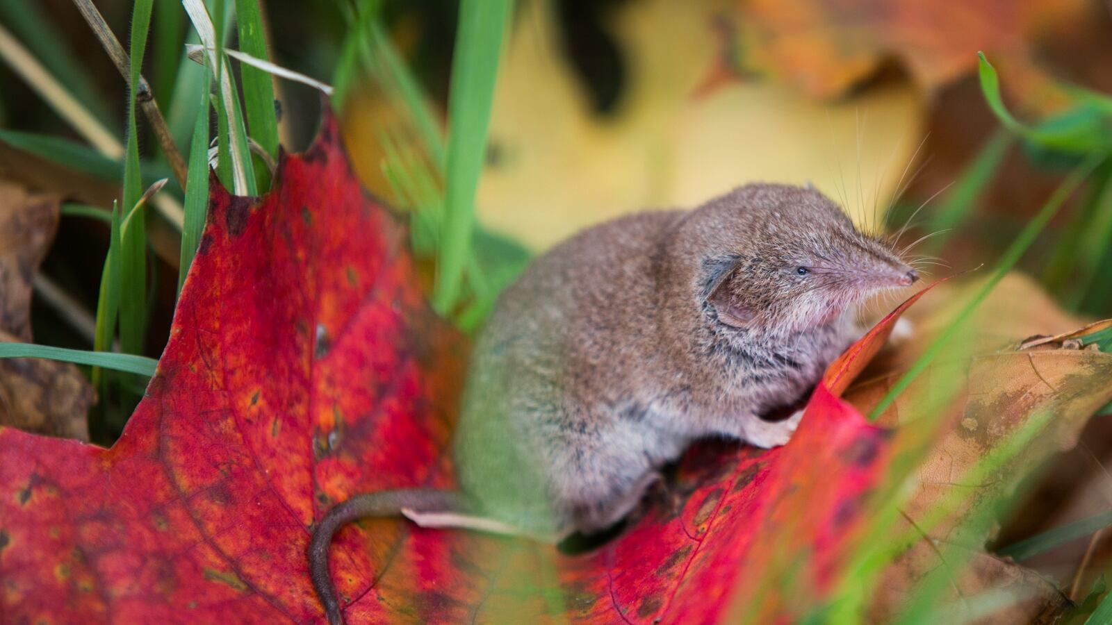 GettyImages-491623222_iemosn