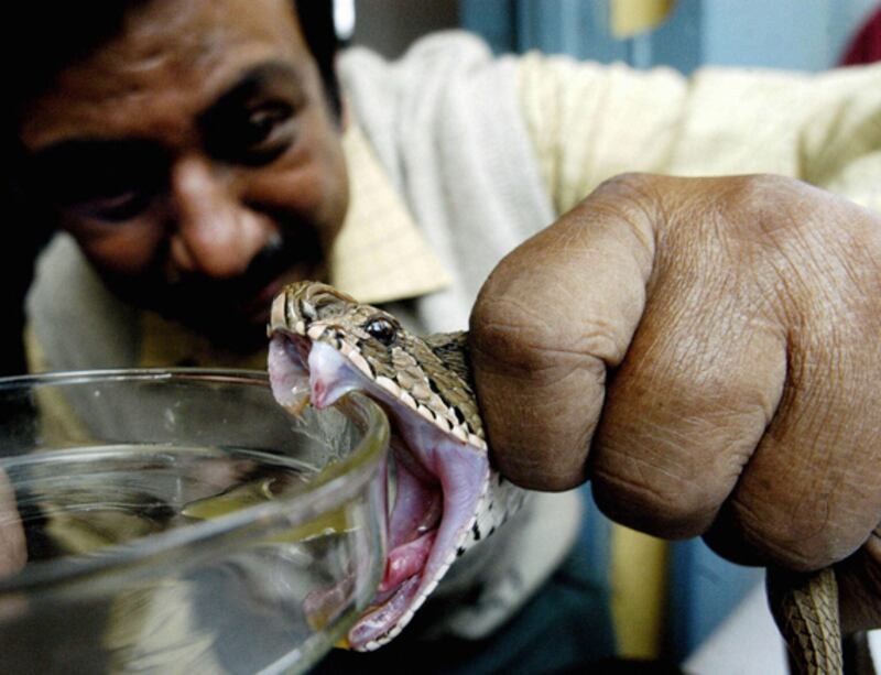 galleries/2010/02/25/the-world-s-deadliest-snakes/deadliest-snakes---russells-viper_johbzz