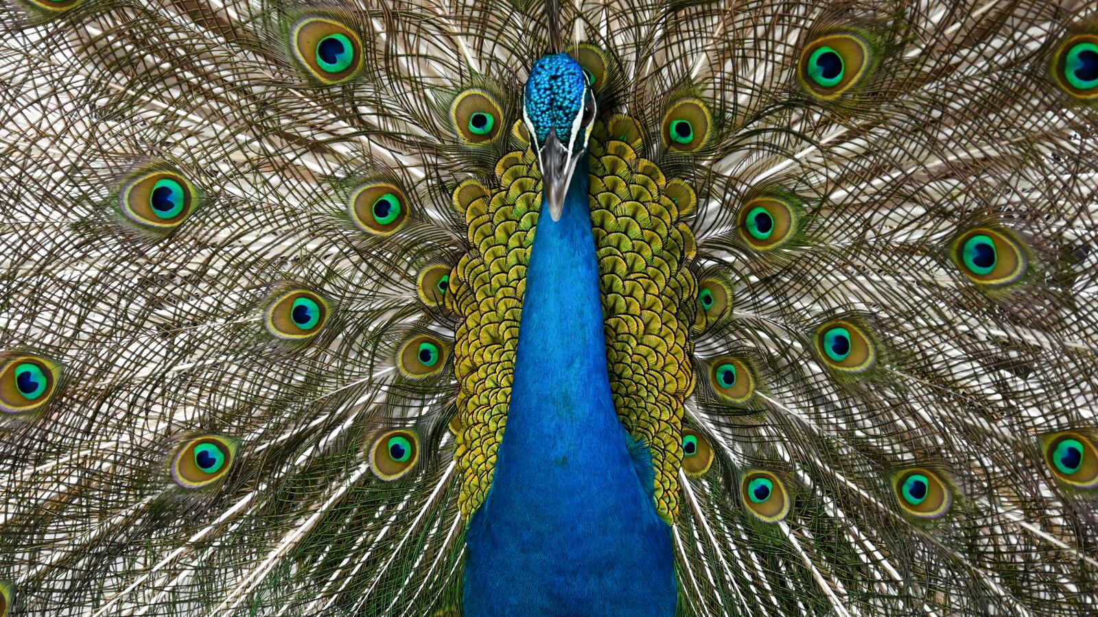 A peacock displays its feathers