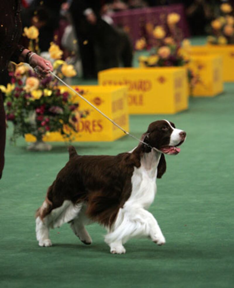 galleries/2010/02/14/westminster-dog-show-winners/westminster-dog-show---james_jm0nfm