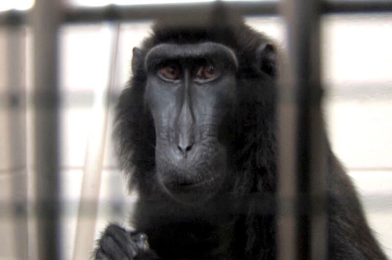 galleries/2011/12/06/the-year-in-animals-bronx-zoo-cobra-ryan-gosling-dog-george-more-photos/animals-of-the-year-winter-exotic-animals_k2conv