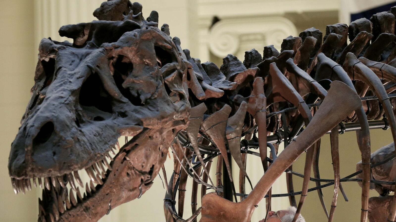 2021-02-25T190129Z_1441886723_RC2VZL9PWLPP_RTRMADP_3_SCIENCE-DINOSAURS_muow24