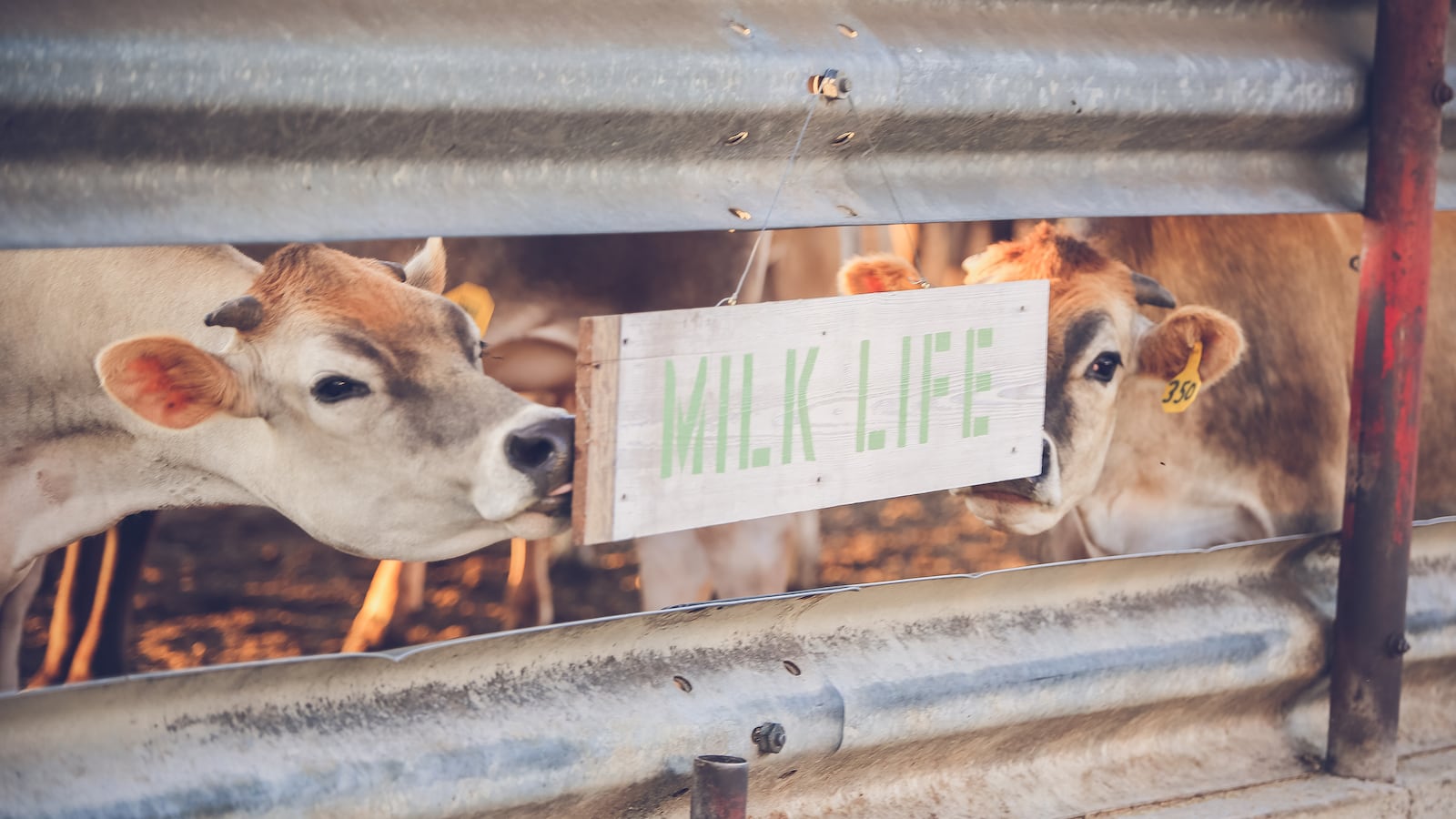 190717-HF-milk-tease_rrxm02