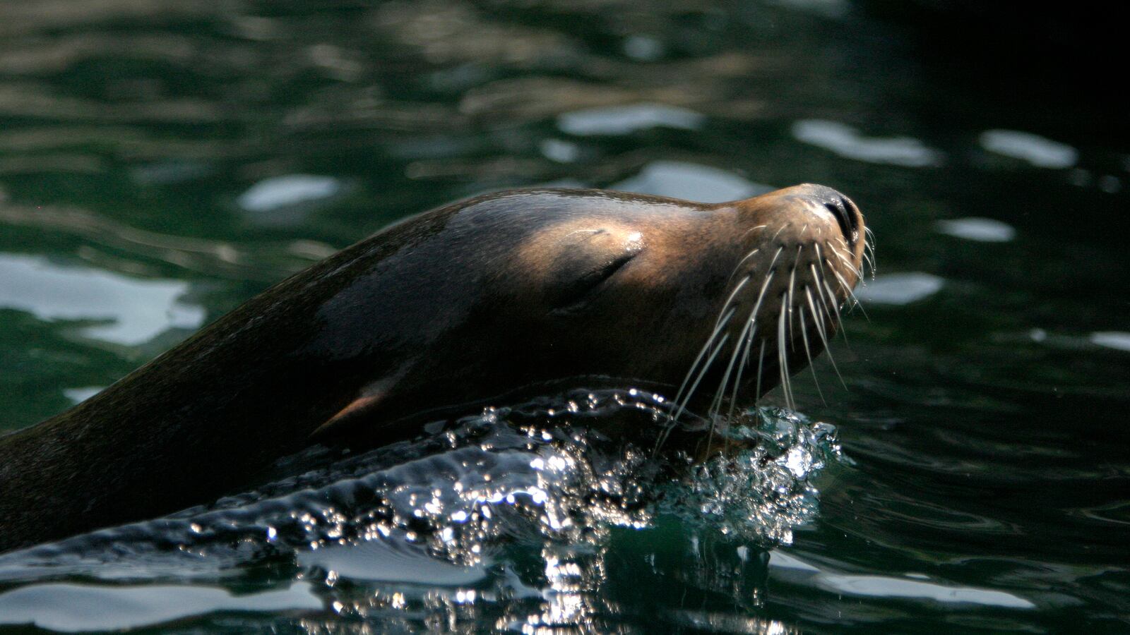 A sea lion in New York's Central Park Zoo comes up from the water