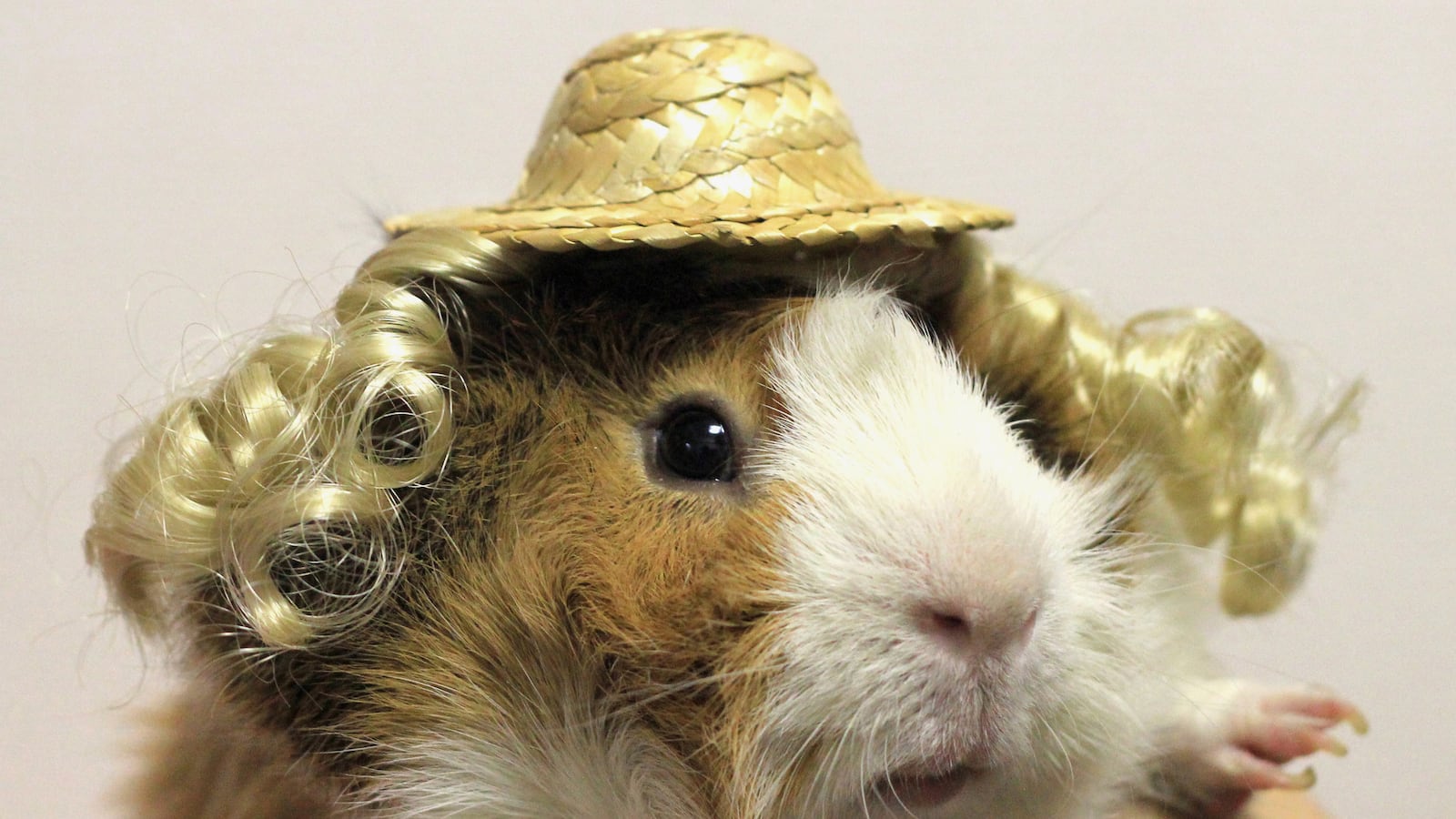 articles/2013/05/13/meet-maki-yamada-guinea-pig-fashion-designer/130512-gp-tease_mlx5lg