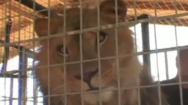 cheats/2013/03/06/lion-kills-sanctuary-intern/130306-ca-lion-murder-cheat_fueaj2