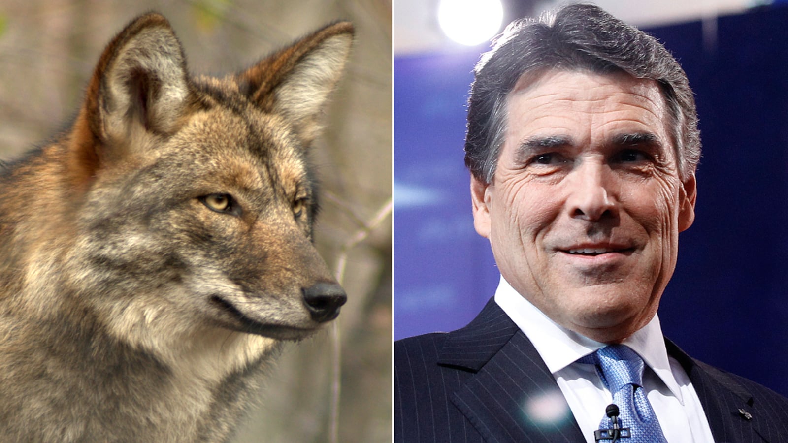 articles/2011/09/10/rick-perry-says-he-shot-a-coyote-while-jogging-but-where-are-witnesses/rick-perry-coyote-flake-tease_qnenhy