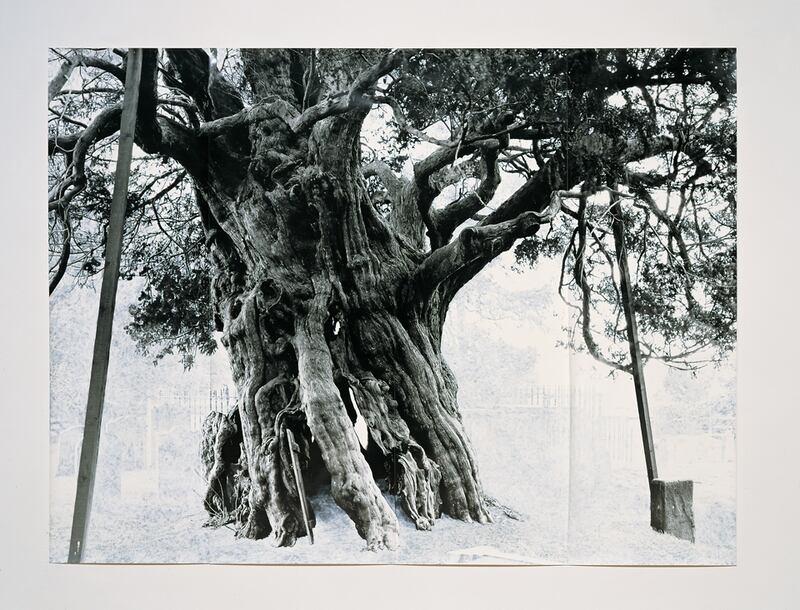 galleries/2011/06/06/tacita-dean-photos/mg_Dean_110526_Crowhurst_hwofhs