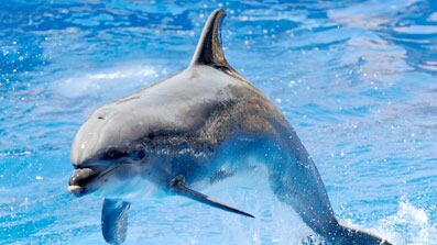articles/2010/05/07/are-these-dolphins-doomed/kintisch-dolphins_98935_hpqw8v