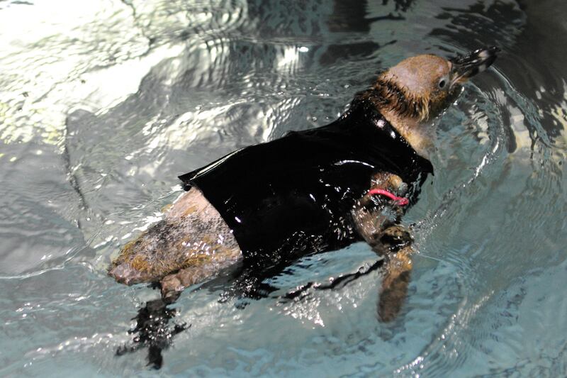 galleries/2011/10/24/best-dressed-penguins/best-dressed-penguins-9_ncfibl