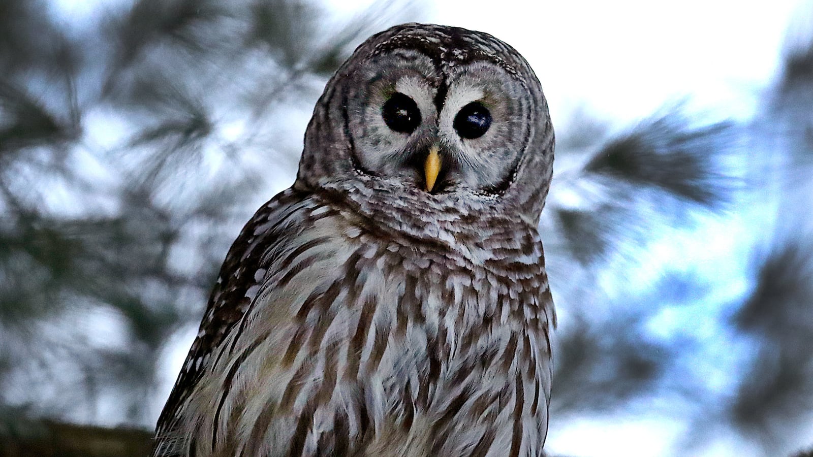 GettyImages-1230821442_ncsp5h