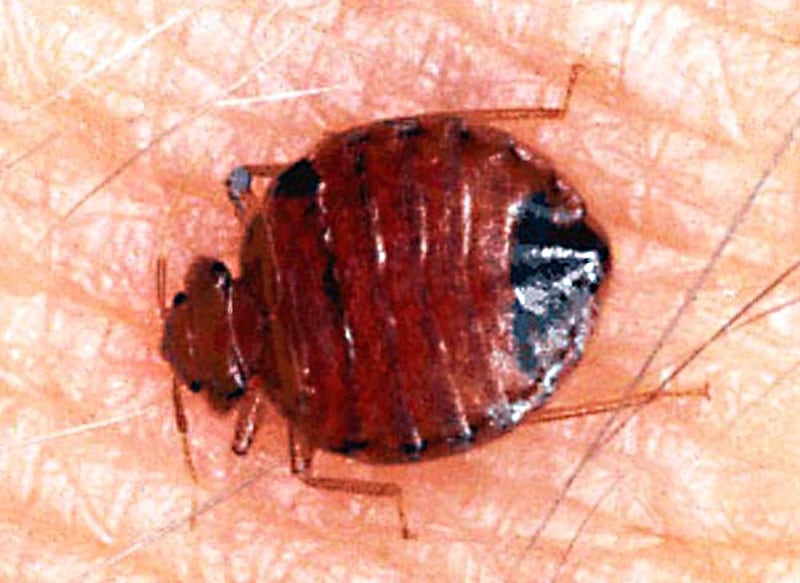 galleries/2010/12/23/internet-trends/internet-trends---bedbugs_yn18p4