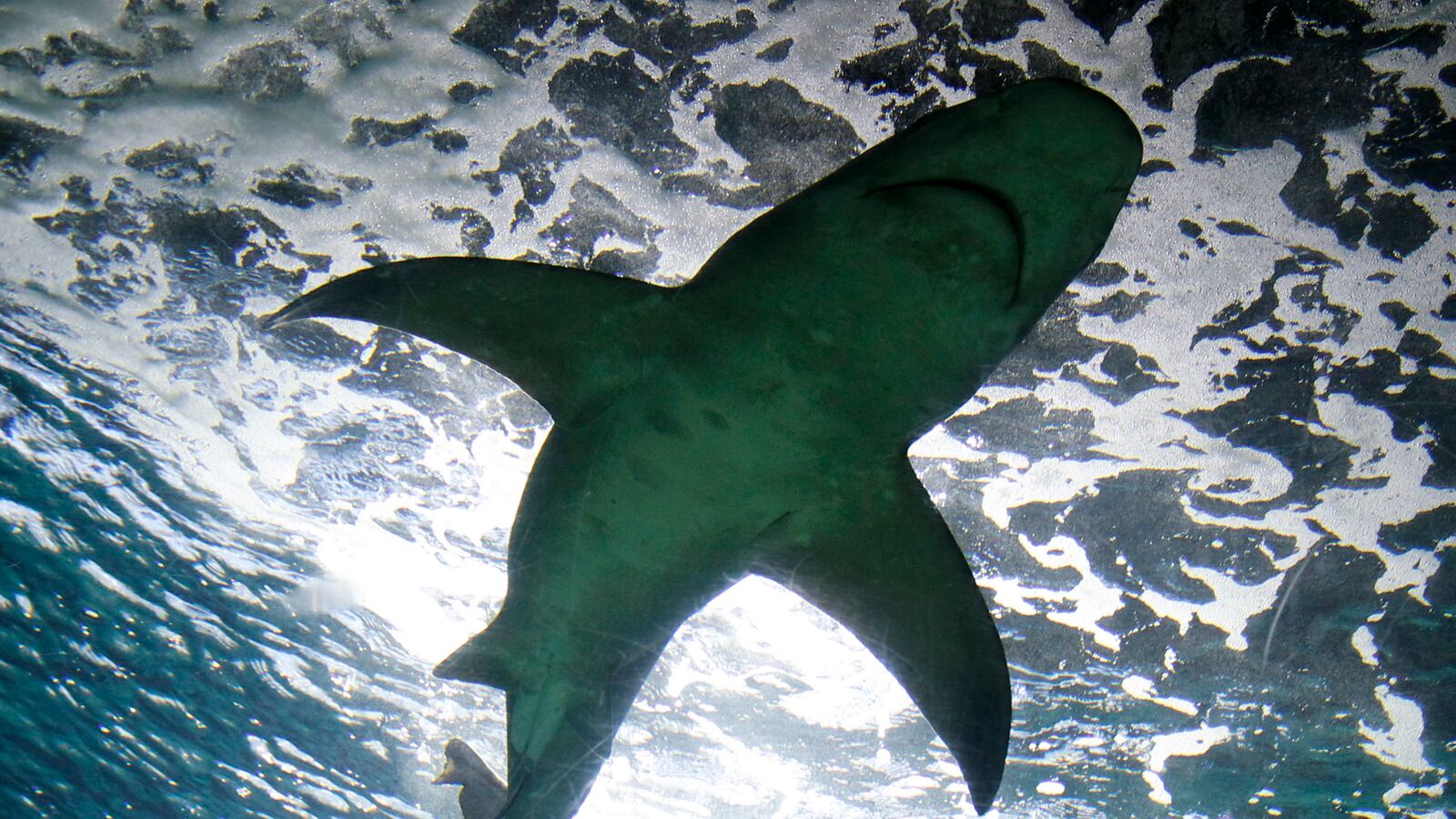 cheats/2014/01/28/man-fights-shark-stitches-own-leg/140128-shark-suture-cheat_i8vnta