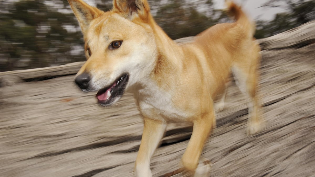 articles/2012/06/12/pets-or-predators-10-things-on-australia-s-famous-dog-the-dingo/dingo-facts-tease_sguqte