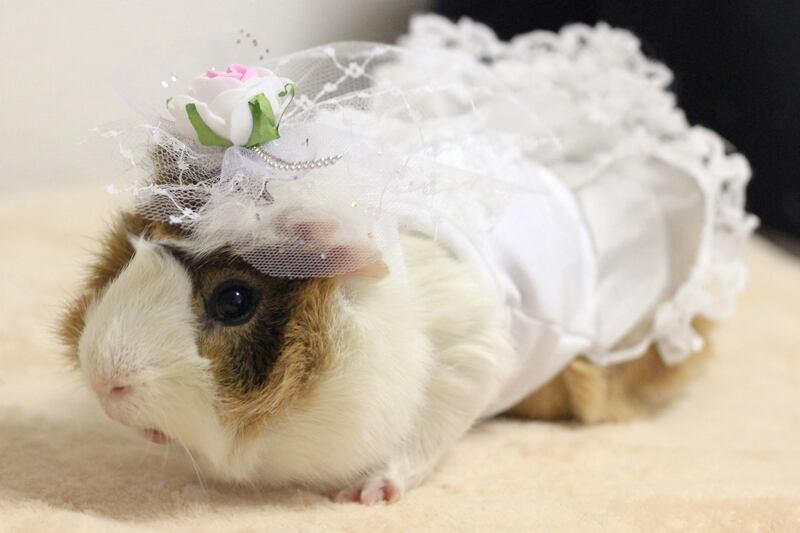 galleries/2013/05/12/japanese-guinea-pig-clothing-line/130512-gp-6_e3va4d