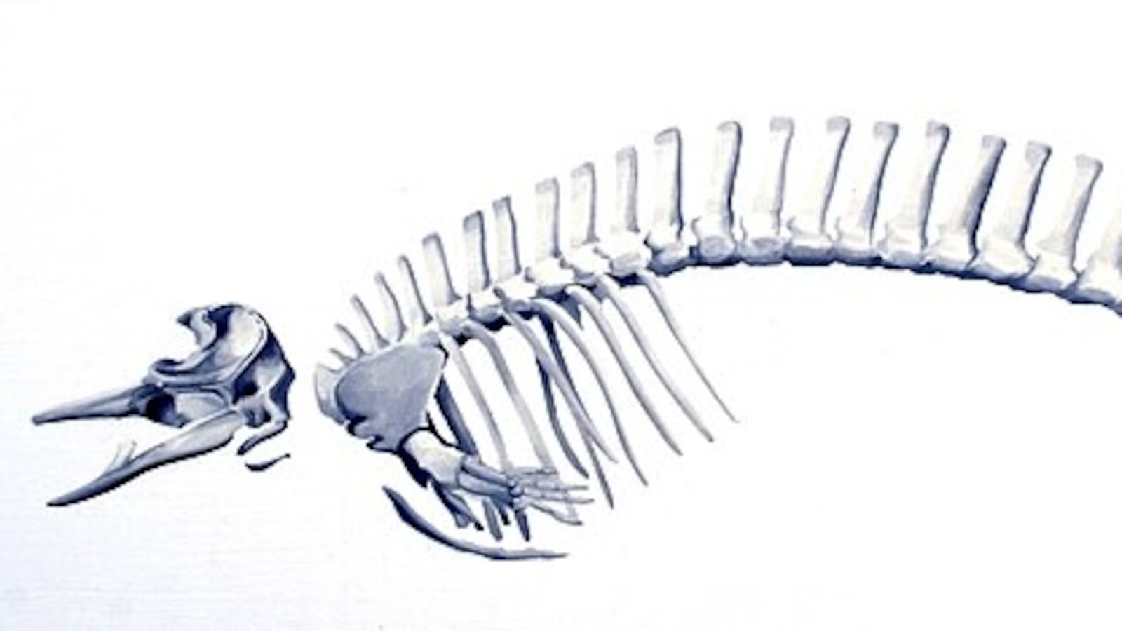 Illustration of whale skeleton