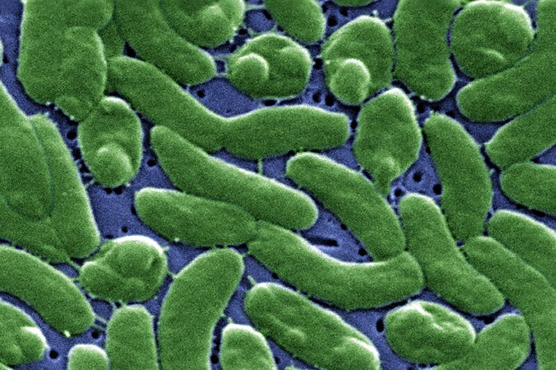 articles/2013/10/08/inside-florida-s-battle-with-the-flesh-eating-vibrio-vunlificus/131007-flesh-eating-bacteria-goddard-tease_aoxlos