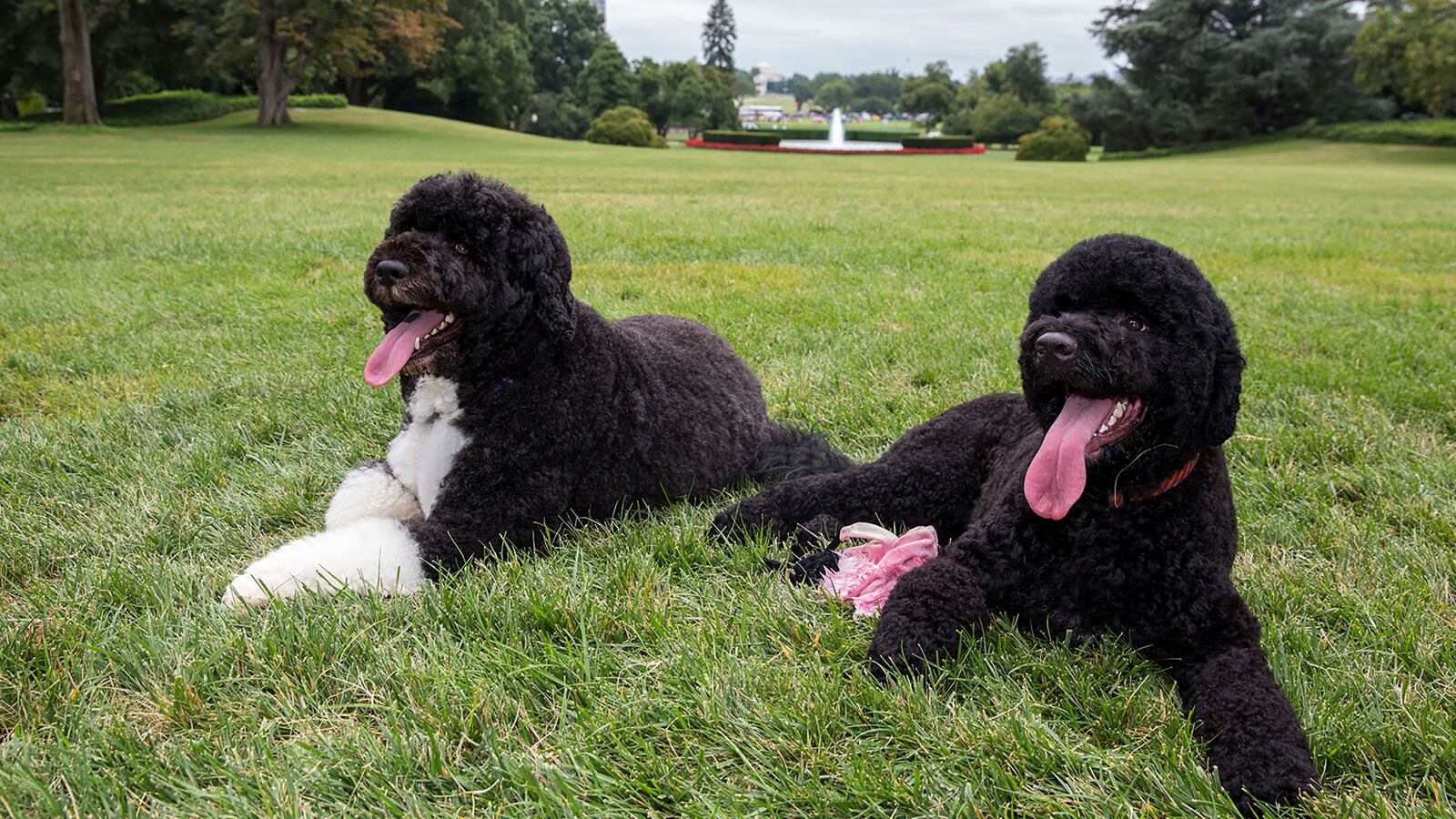 170623-bo-sunny-dogday_l9z78y