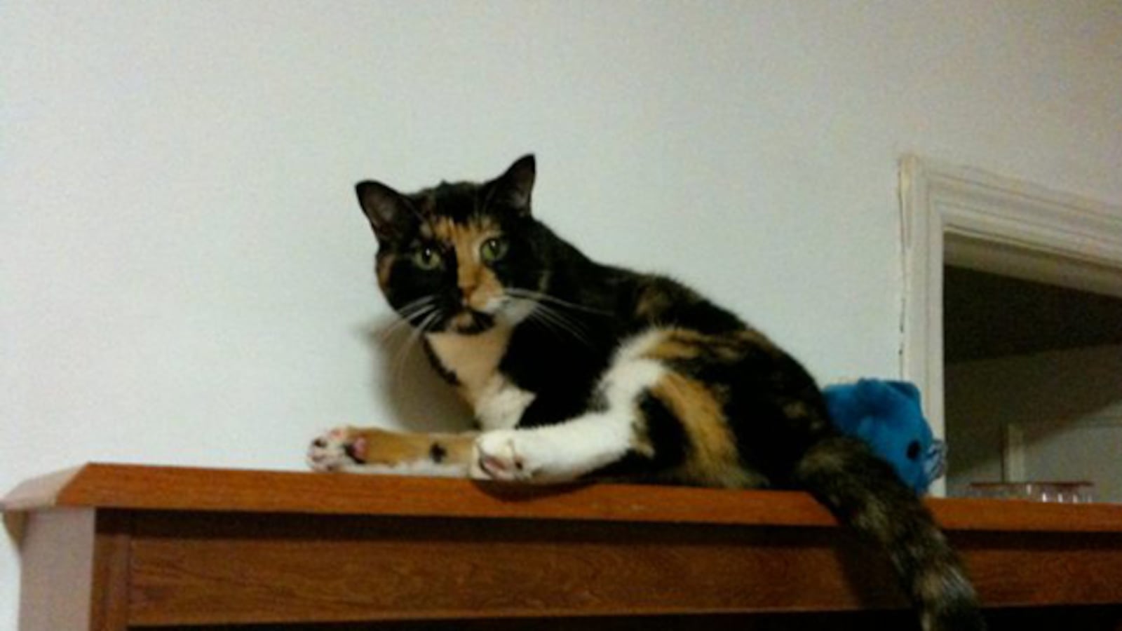 cheats/2011/09/19/how-colorado-cat-traveled-to-new-york/willow-cat-mystery-solved-cs_jme1ro