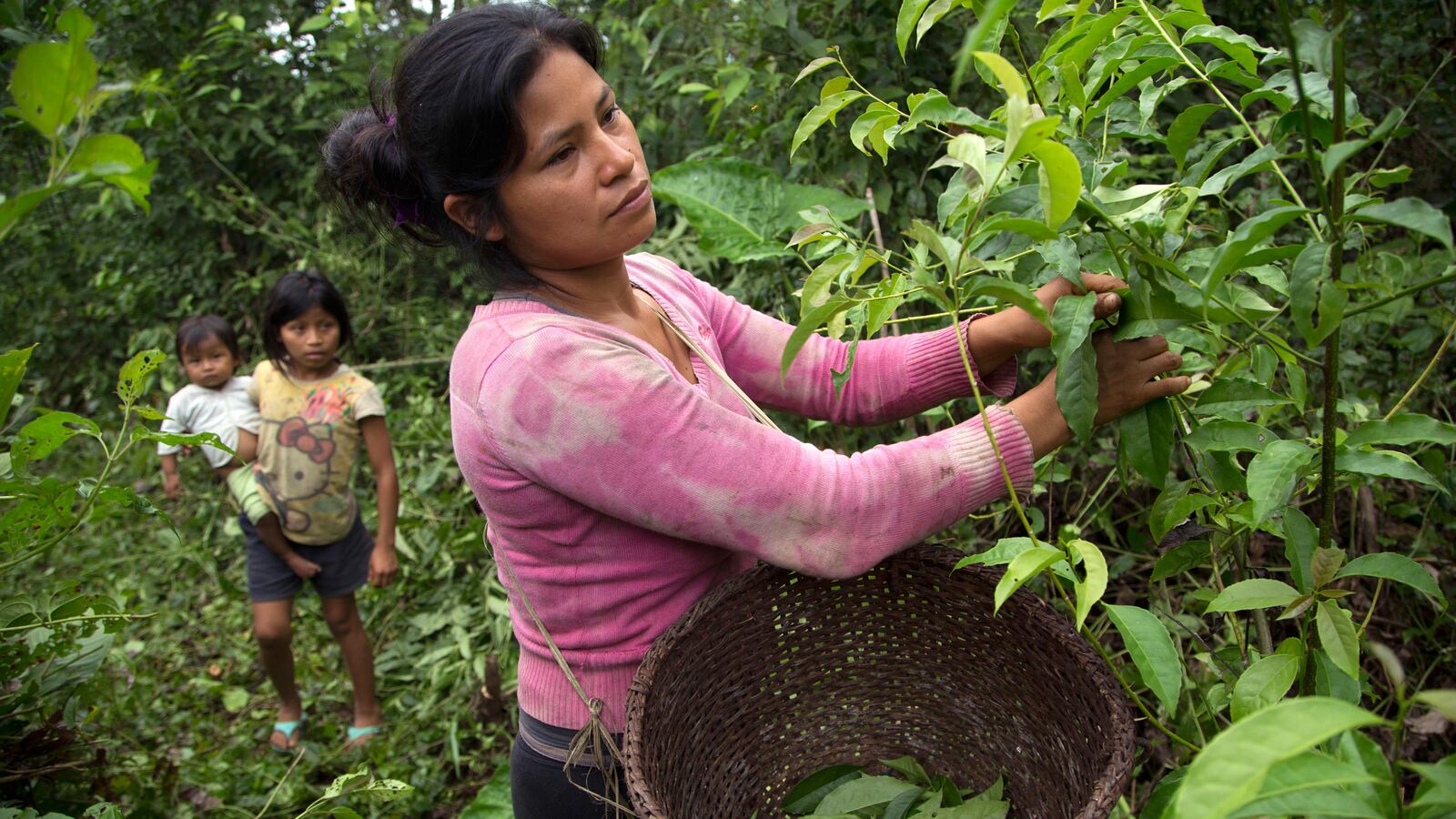 articles/2014/08/29/bye-bye-latte-hello-guayusa-why-the-amazon-holds-the-secret-to-a-cleaner-healthier-caffeine/140828-presser-amazon-tease_zg5mjv