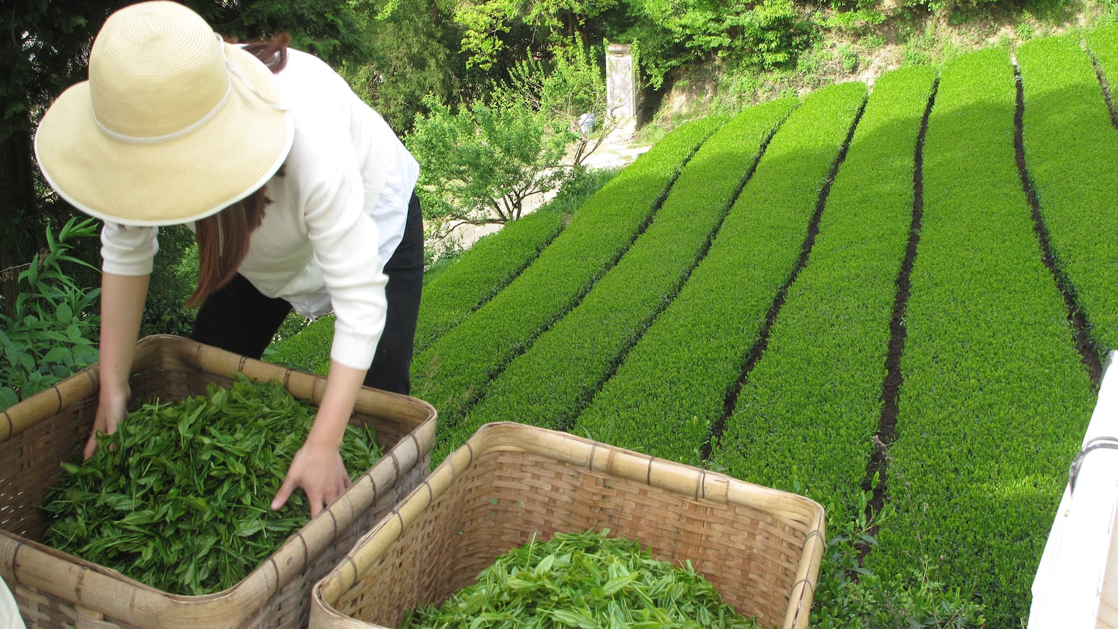 181018-rothbaum-tea-tease_xtnabw