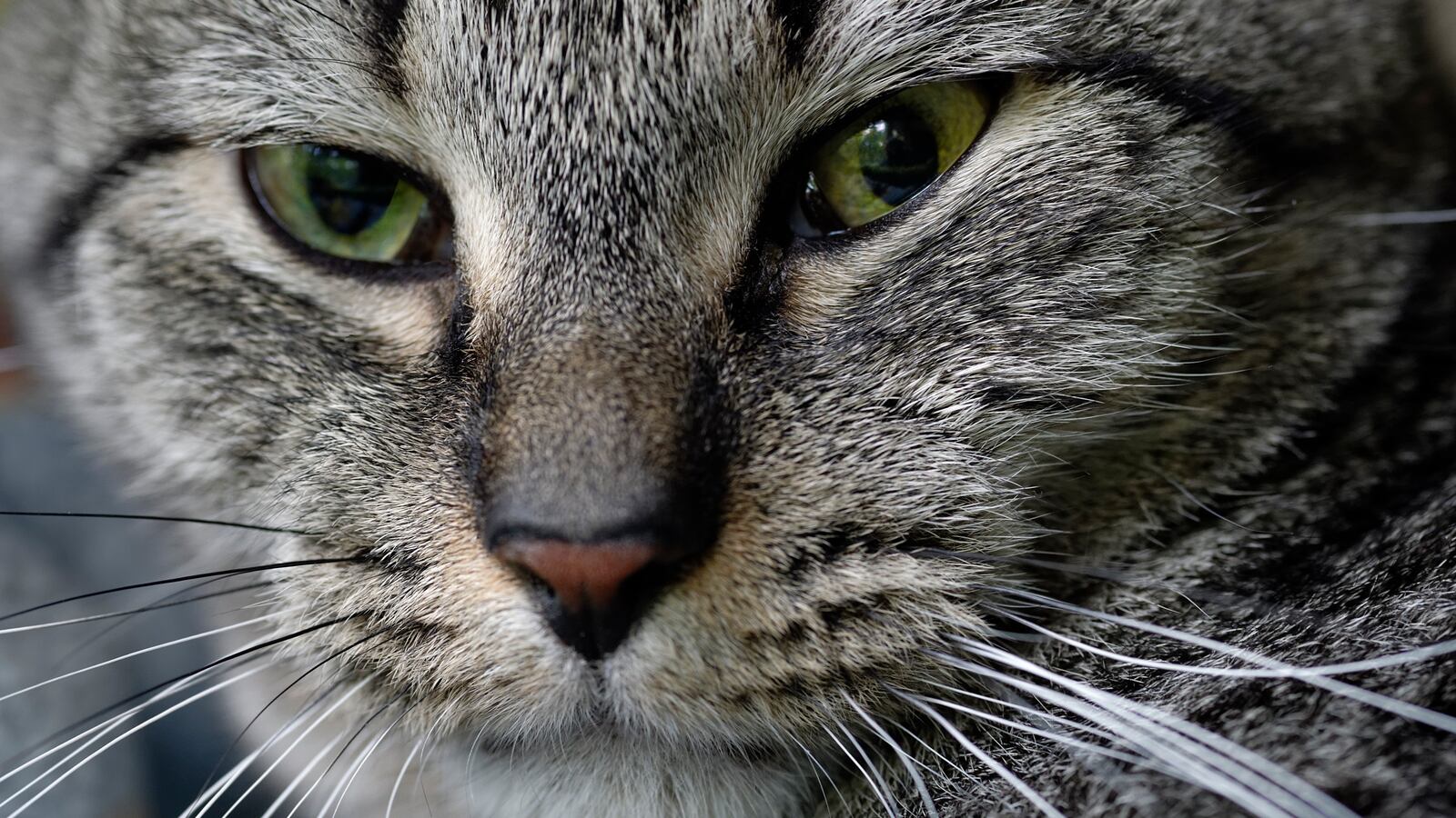 GettyImages-454356612_lgimj2