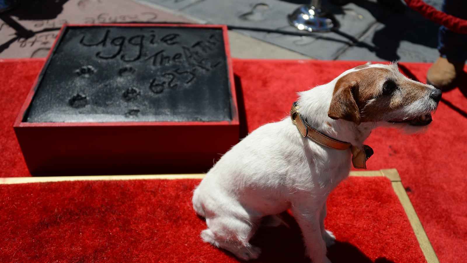 cheats/2012/06/26/uggie-puts-paw-prints-in-cement/uggie-paw-prints-cheat_nd3gth