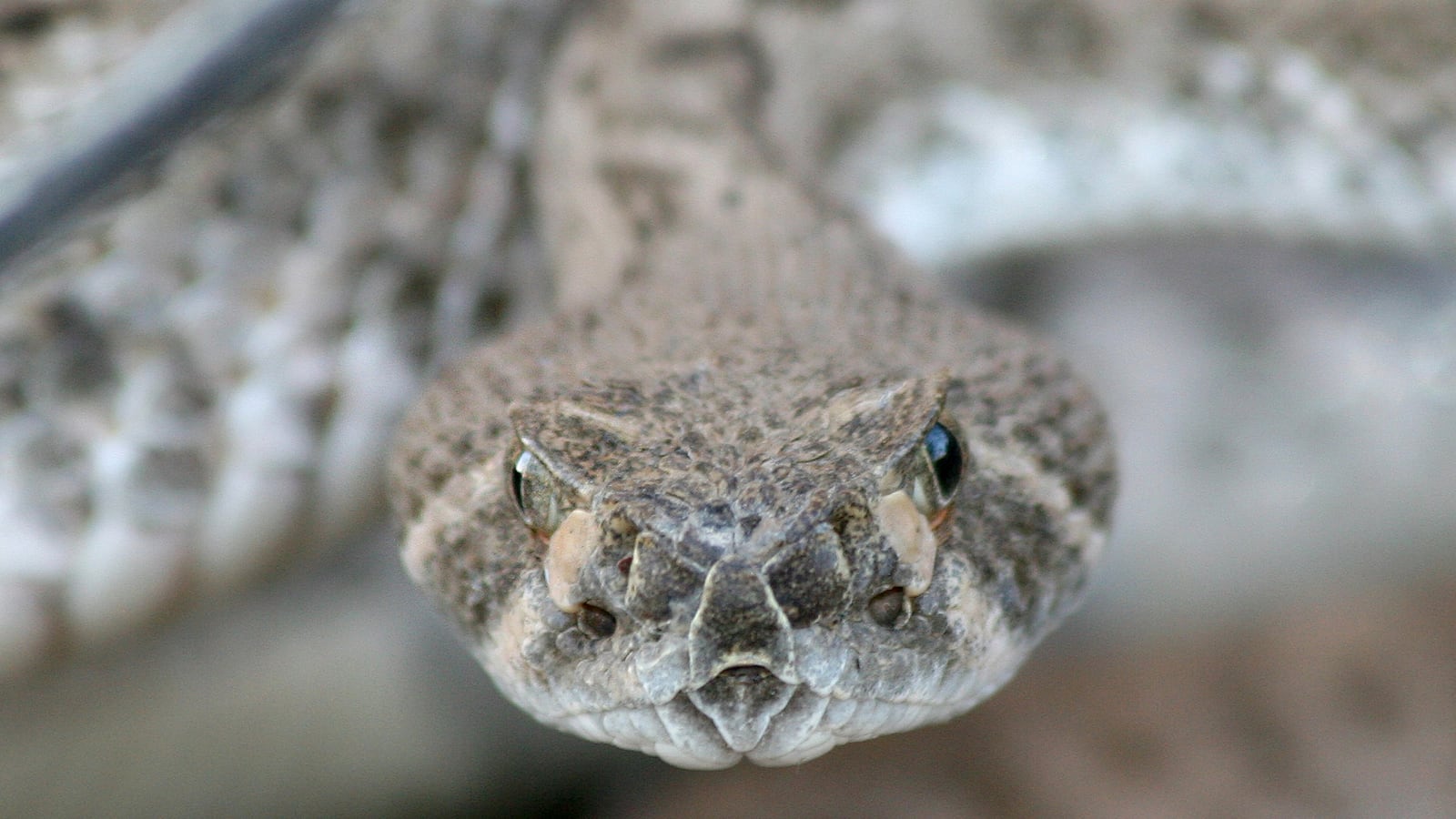 articles/2016/03/11/texas-rattlesnake-fest-may-bite-the-dust/160310-joiner-rattler_uppocy