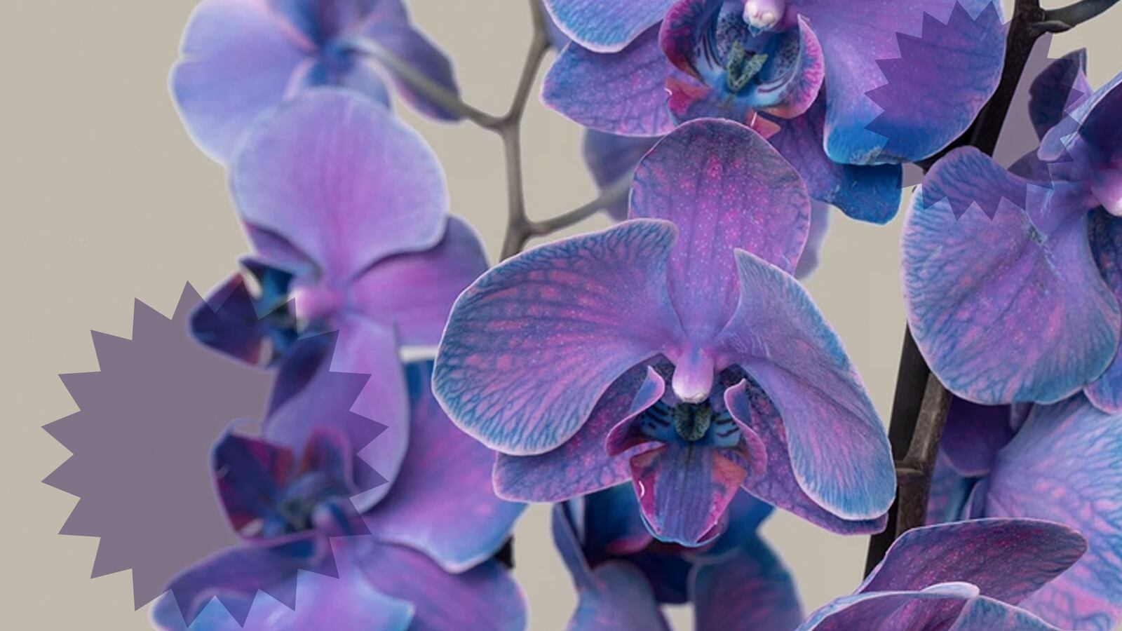 orchids-hed_hwtljy