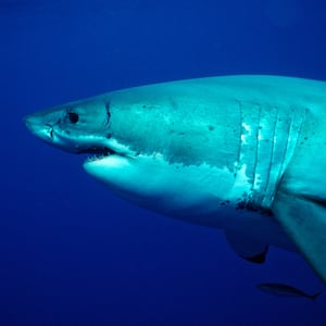 (GERMANY OUT) Great White Shark, Carcharodon carcharias, USA, California, Pacific Ocean, Farallon Island, San Francisco Bay