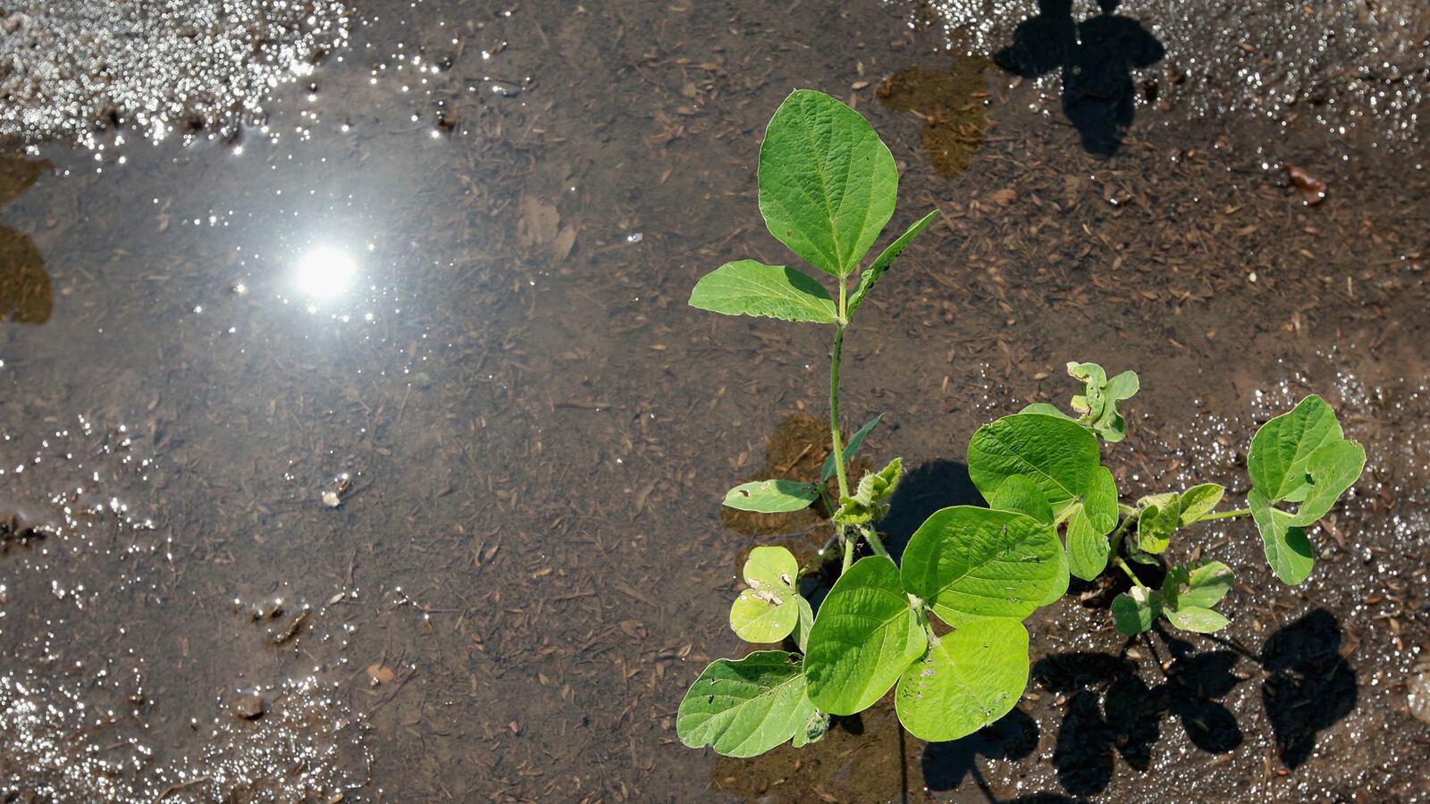 cheats/2012/07/19/cost-of-soybeans-at-all-time-high/soybean-prices-drought-cheat_glus4s