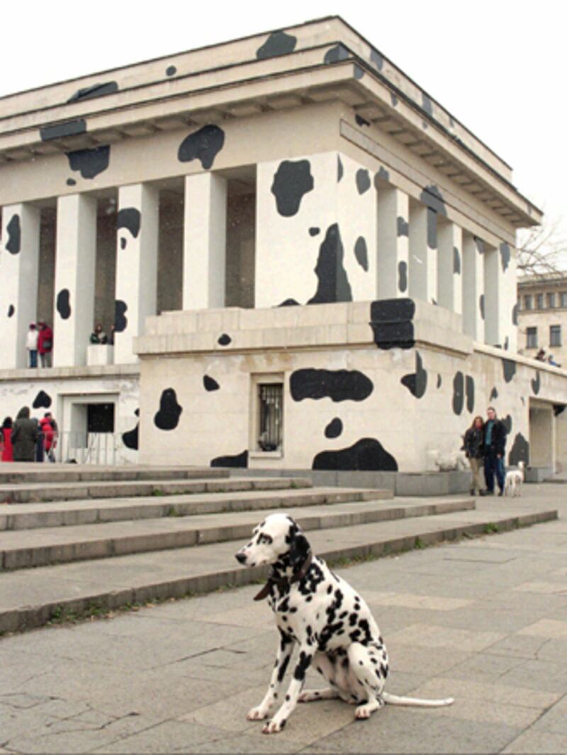 galleries/2010/10/29/dangerous-dogs/dangerous-dogs---dalmatian_evzh0o