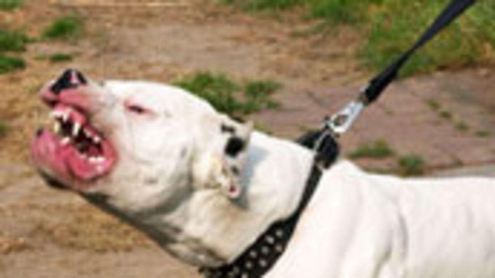 articles/2010/03/12/get-rid-of-pit-bulls/lierson-pit-bull-paranoia_87774_b9avzv