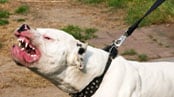 articles/2010/03/12/get-rid-of-pit-bulls/lierson-pit-bull-paranoia_87774_b9avzv