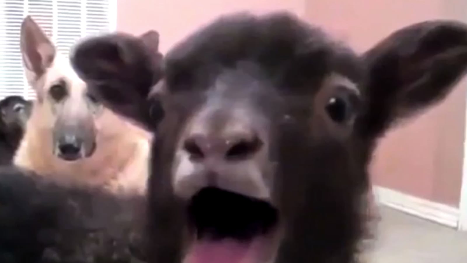 articles/2014/04/10/viral-vid-game-of-goats/140410-viral-vid-sheep-thrones-tease_m0qwpo