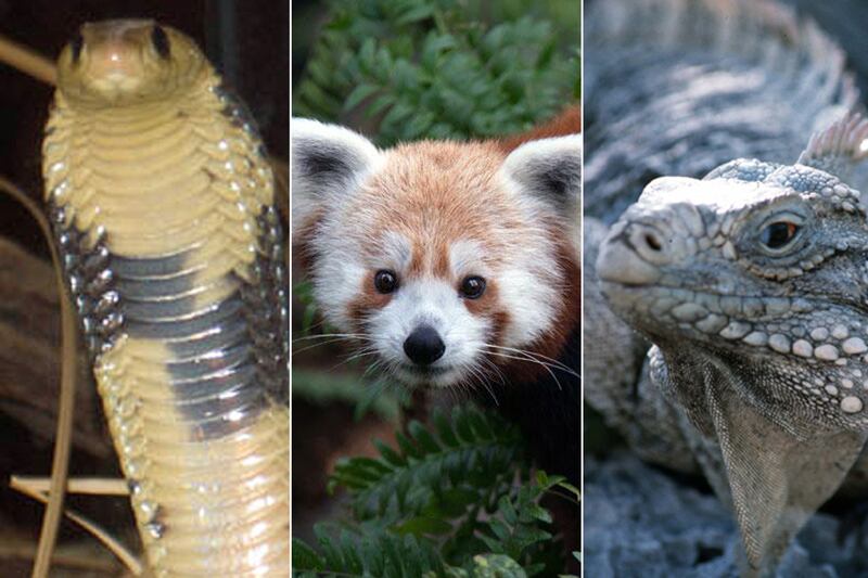 galleries/2012/07/13/animals-on-the-loose/130624-animals-on-the-loose-tease_sh6nex