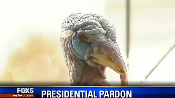 cheats/2012/11/20/pardoned-turkeys-stay-at-w-hotel/pardoned-turkey-w-hotel-cs_di613f