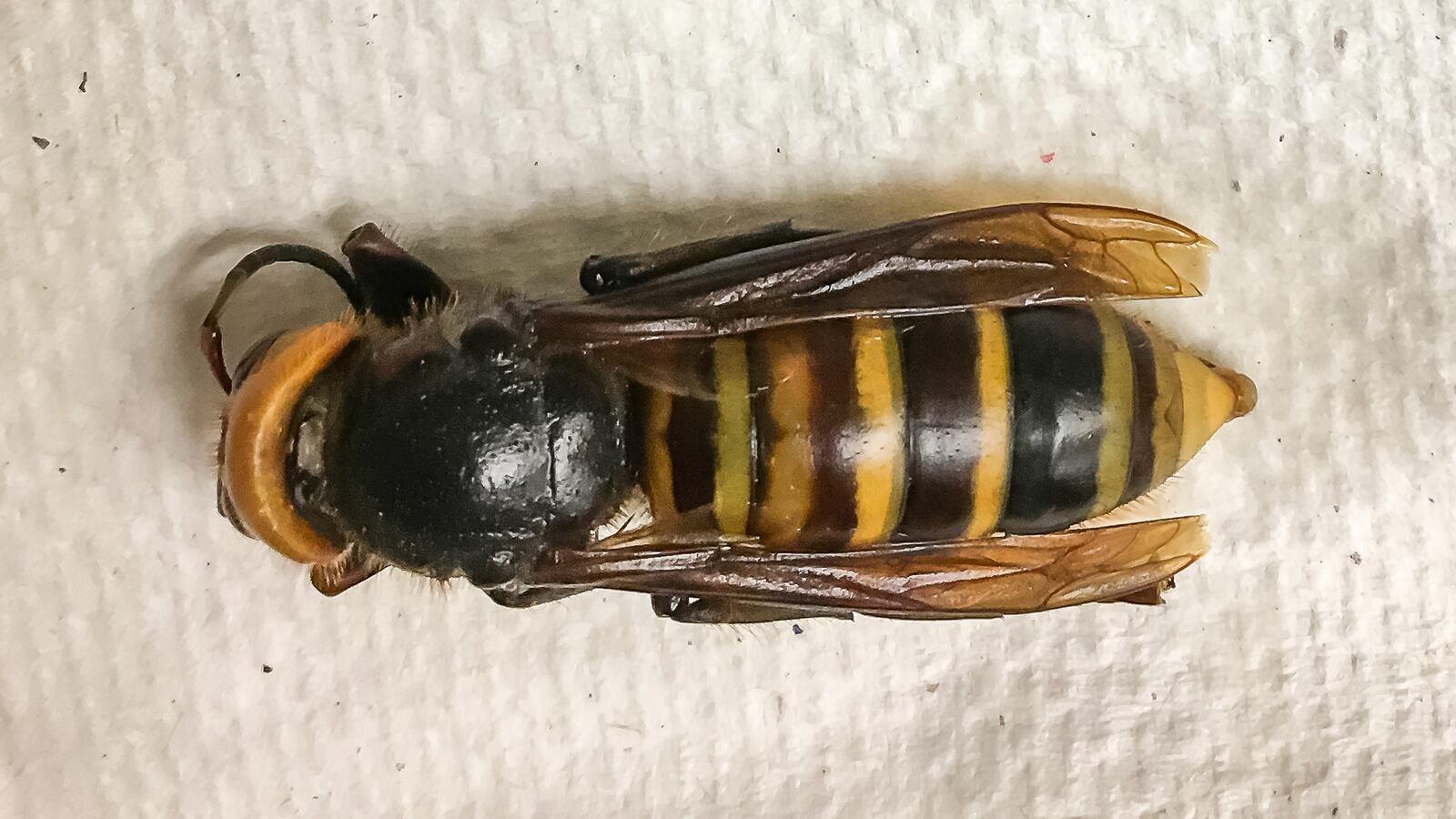 2020-07-31T161350Z_231399003_RC2G4I9E3HD3_RTRMADP_3_USA-HORNETS_y4pko8