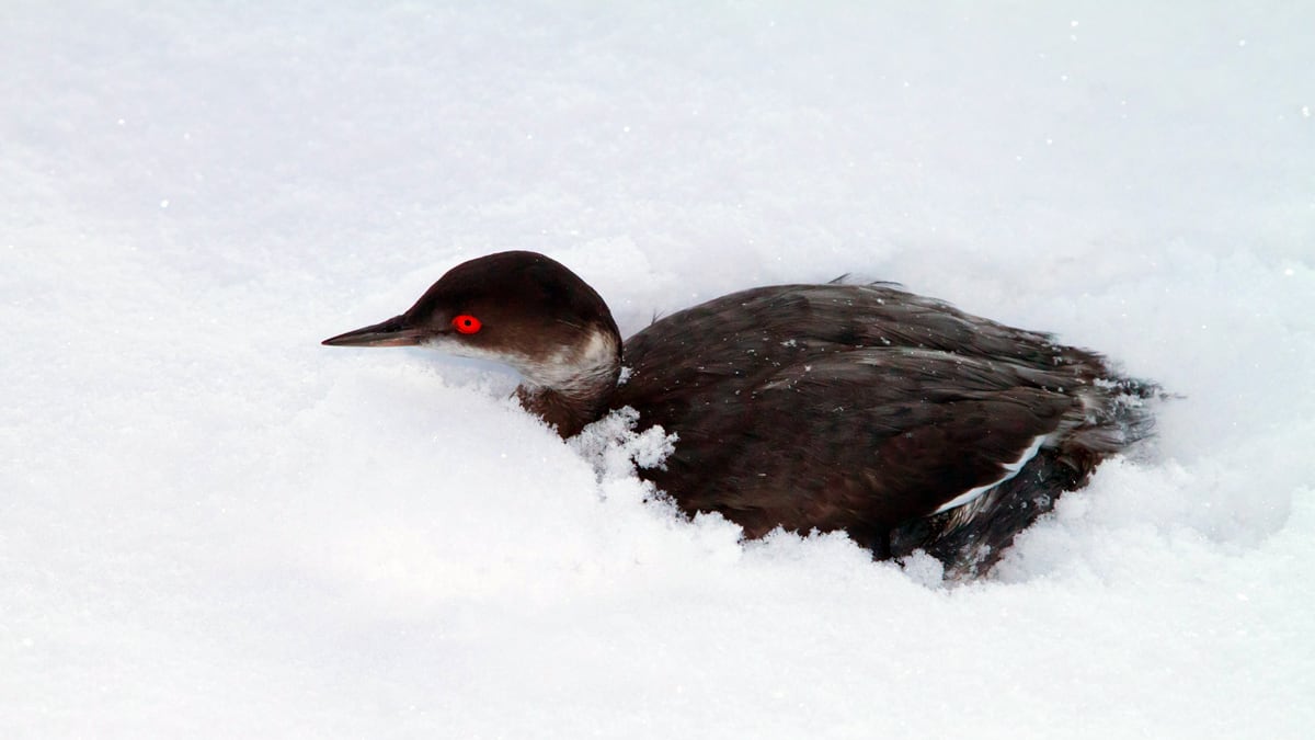 cheats/2011/12/14/birds-slam-into-walmart-parking-lot/utah-birds-crash-landing-cheat_mkubvk