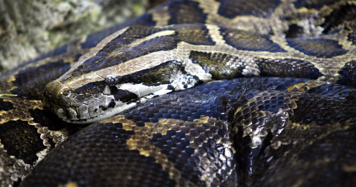 Invasive Pythons Are Apparently Taking Over South Florida